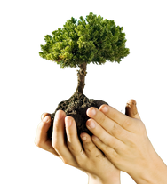 Improving the Green Belt Jammu